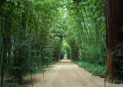 A flat dirt road with high bamboo.