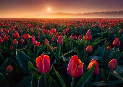 Perhaps a million pinkish-red tulips in a field.