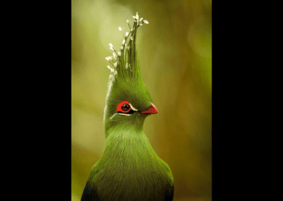 Adult female Turaco bird with long green crest, tipped white.