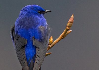 Small blue bird on a branch.